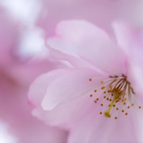 Una Hermosa Imagen Macro Una Flor Rosa Bajo Luz Del — Foto de Stock