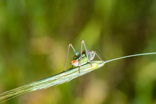 Closeup Shot Colorful Grasshopper Wheatgrass Forest — Stock Photo, Image