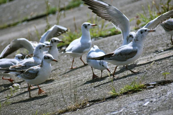 Eine Nahaufnahme Von Möwen Die Boden Stehen Perfekt Für Den — Stockfoto