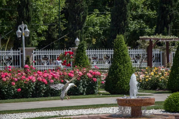 View White Bird Flying Park Fountain Pink Roses Captured Sunny — Stock Photo, Image