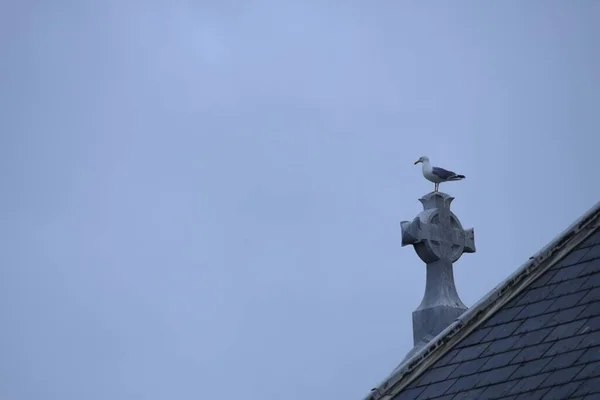 Una Gaviota Sentada Una Cruz Piedra Techo Edificio —  Fotos de Stock