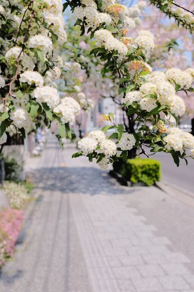 白花分枝垂直选择性聚焦拍摄 — 图库照片