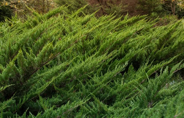 Вид Крупным Планом Зеленые Листья Пруда Сосны Земле Лесу — стоковое фото