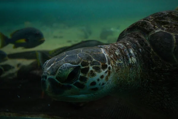 Tiro Close Uma Tartaruga Nadando Subaquática — Fotografia de Stock