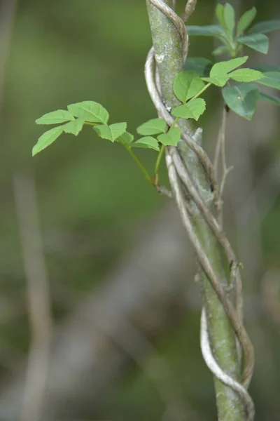 植物に巻きつく枝の垂直選択的焦点ショット — ストック写真