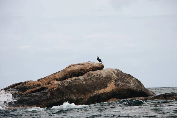 Černý Pták Sedící Skále Moři Ponurý Den — Stock fotografie