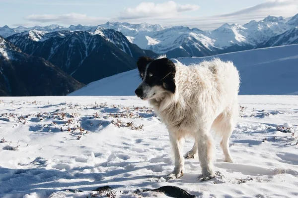 Een Witte Zwarte Hond Een Besneeuwde Berg — Stockfoto