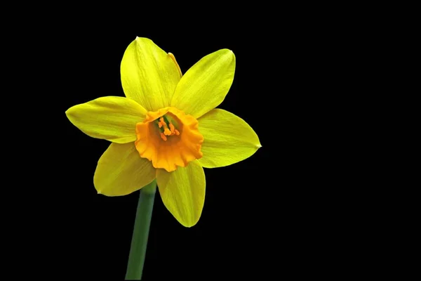 Closeup Shot Beautiful Narcissus Isolated Black Background — Stock Photo, Image