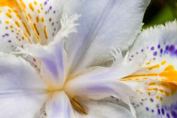 Снимок Оранжевого Фиолетового Белого Цветка — стоковое фото