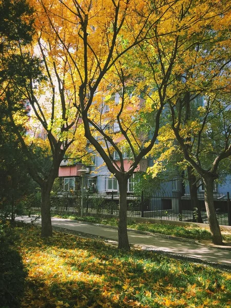 Bellissimi Alberi Autunnali Con Fogliame Colorato Parco — Foto Stock