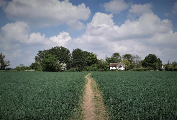 Cenário Bonito Caminho Que Conduz Através Campo Cultivado Casa Campo — Fotografia de Stock