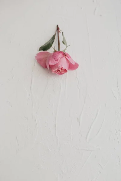 Φρέσκο Ροζ Τριαντάφυλλο Απομονώνεται Λευκό Φόντο — Φωτογραφία Αρχείου