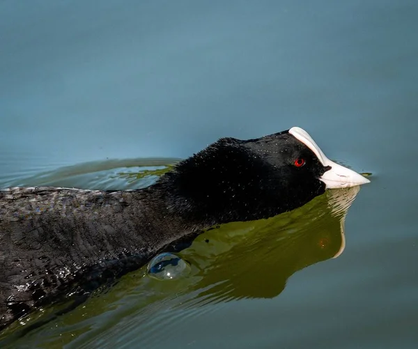 Nahaufnahme Eines Amerikanischen Blässhühnchens Das Tagsüber Auf Einem See Schwimmt — Stockfoto