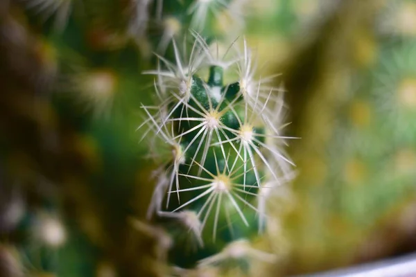 緑の背景にサボテンの成長の高角度選択的フォーカスショット — ストック写真