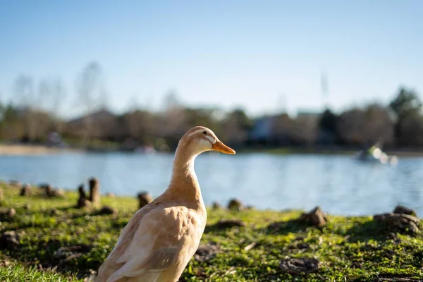 Selective Focus Shot White Goose Shore Mcgovern Lake Texas — Stock Photo, Image