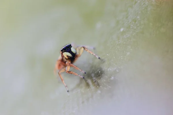 Een Close Shot Van Een Spin Met Wazige Achtergrond — Stockfoto