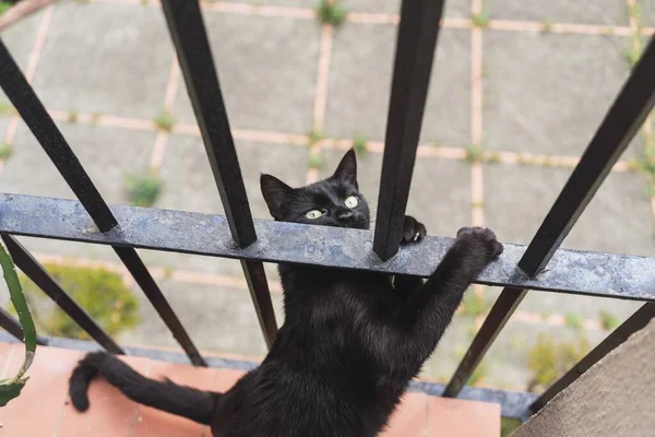 철조망 카메라를 귀여운 고양이의 클로즈업 — 스톡 사진