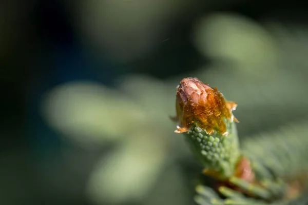 Selective Docus Shot Tip Small Cactus Field Captured Sunny Day — Stock Photo, Image