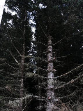 A vertical shot of several high trees in the forest clipart