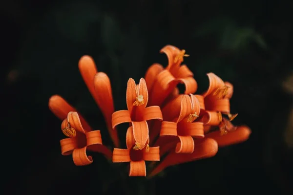 Selective Focus Shot Exotic Small Orange Flowers Dark Blurry Background — Stock Photo, Image