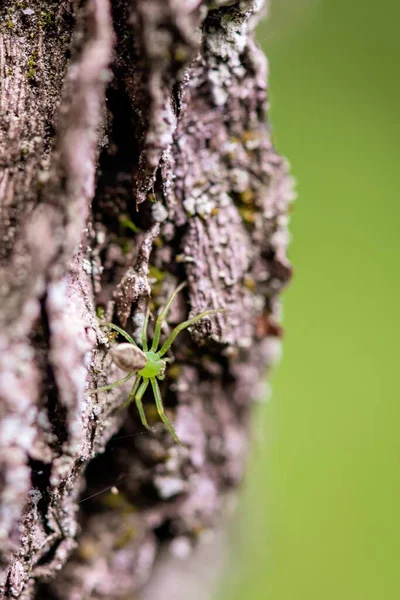 Een Dichtbij Shot Van Een Groene Spin Klimmend Een Boom — Stockfoto