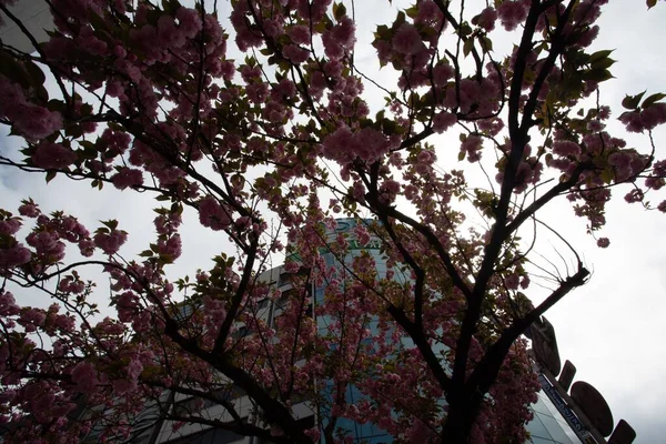 Foto Baja Del Árbol Con Flores Rosadas Detrás Edificio —  Fotos de Stock