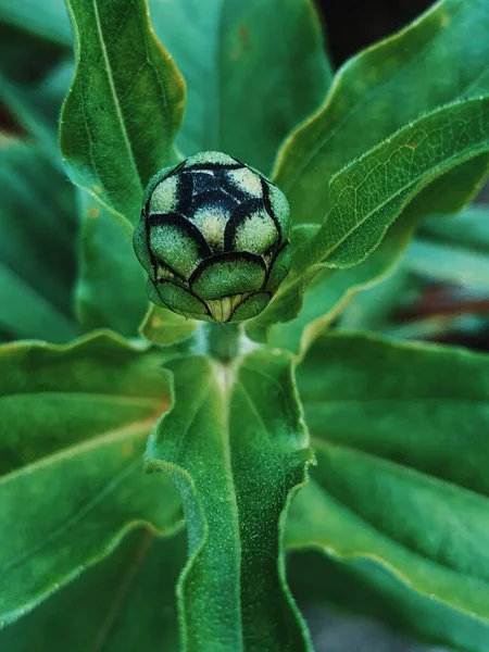 Tiro Close Vertical Uma Planta Crescimento Fundo Verde — Fotografia de Stock