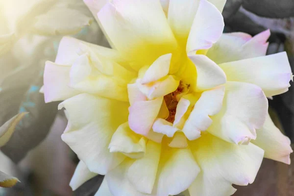 Beyaz Floribunda Çiçeğinin Seçici Odak Noktası Güneş Işığı Altında — Stok fotoğraf