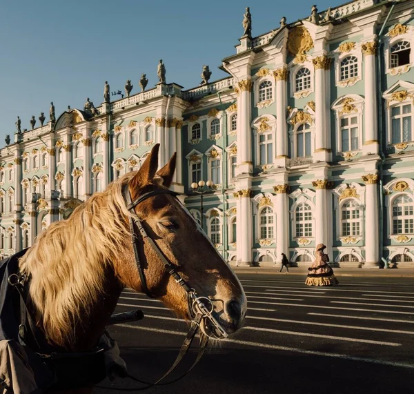 Velkolepý Kůň Ulici Zajat Před Ermitage Museum Petrohradě Rusko — Stock fotografie