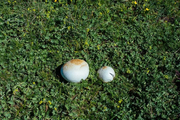 晴れた日に撮影フィールド内の芝生の地面に大小のキノコのビュー — ストック写真