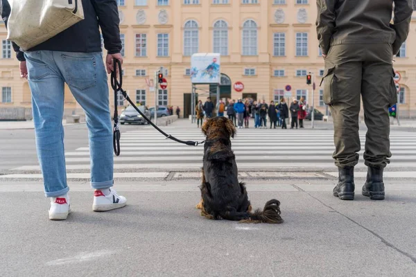 Bild Hund Mellan Människor Som Väntar Grönt Ljus Att Korsa — Stockfoto