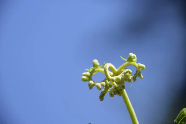 Eine Selektive Fokusaufnahme Einer Grünen Pflanzenknospe Mit Blauem Hintergrund — Stockfoto