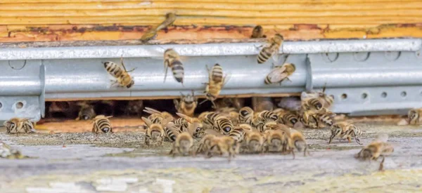Ένα Κοντινό Πλάνο Των Μελισσών Στην Κυψέλη — Φωτογραφία Αρχείου