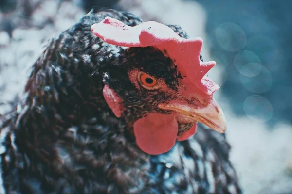 青い背景に黒い鶏のクローズアップ高角度ショット — ストック写真