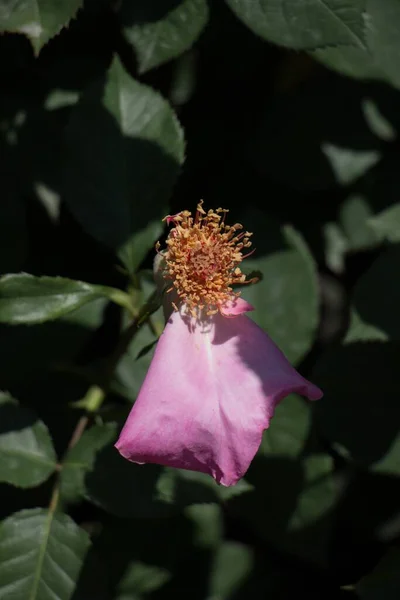 Closeup Shot Beautiful Rose Left Only One Petal Blurry Background — Stock Photo, Image