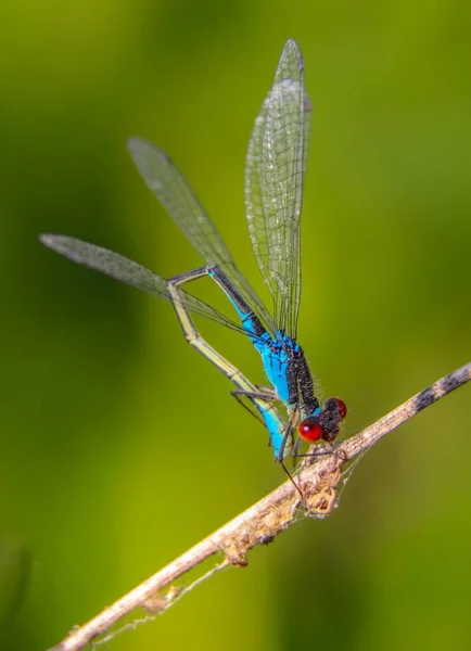 Closeup Shot Beautiful Dragonfly Bamboo Branch Green Background — Stock Photo, Image