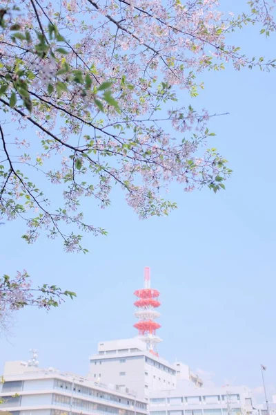 Eine Vertikale Aufnahme Eines Baumes Mit Schönen Kirschblüten Mit Einem — Stockfoto