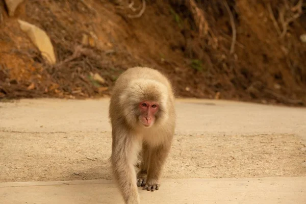 Disparo Clausura Una Ligera Bóveda Marrón Paseando Sobre Arena — Foto de Stock