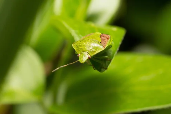 葉の上に緑の昆虫のクローズアップショット — ストック写真