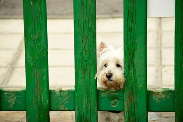 Tiro Closuep Filhote Cachorro Branco Bonito Atrás Cerca Madeira Verde — Fotografia de Stock