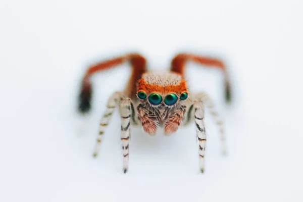 Gros Plan Une Araignée Isolée Sur Fond Blanc — Photo