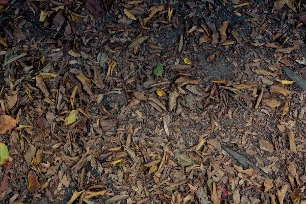 잎으로 더러운 각도로 클로즈업 — 스톡 사진