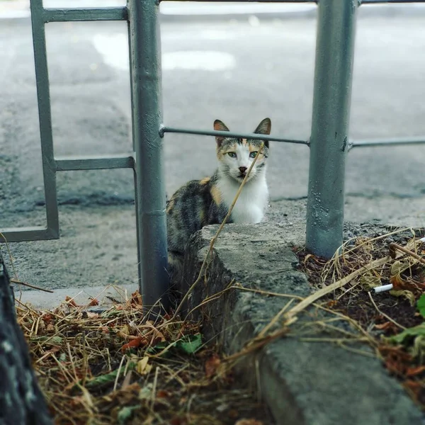 Tagsüber Eine Katze Hinter Einem Silbernen Metallzaun — Stockfoto