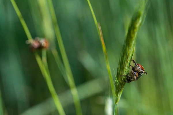 Een Close Van Insecten Het Tarwegras Het Bos — Stockfoto