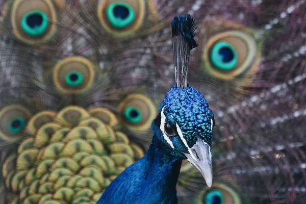 Tiro Close Belo Pavão Azul — Fotografia de Stock