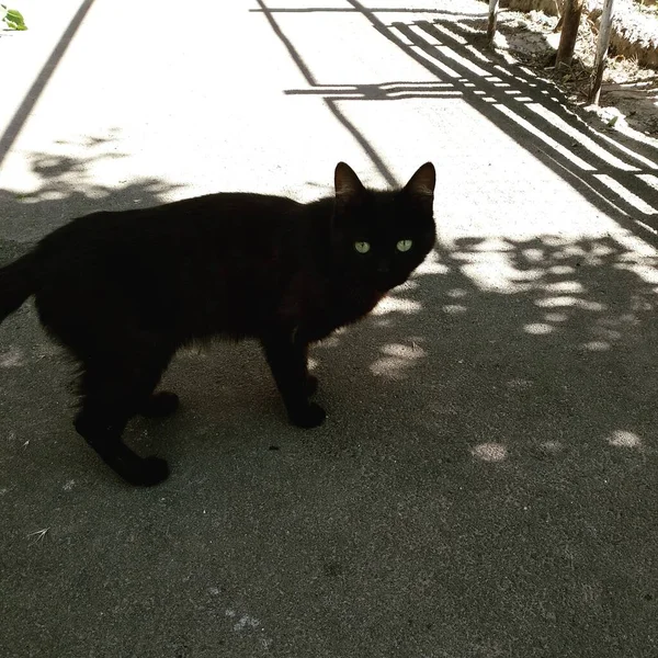 Gato Preto Que Está Sob Sombra Uma Árvore — Fotografia de Stock