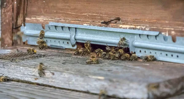 Zbliżenie Pszczół Miodnych Uli — Zdjęcie stockowe