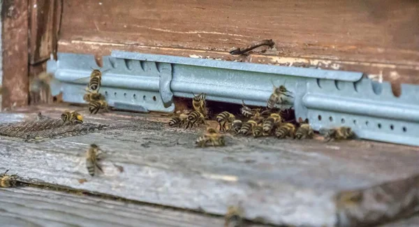 Eine Nahaufnahme Von Honigbienen Auf Bienenstöcken — Stockfoto