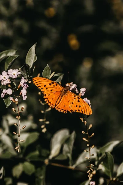 가지에 오렌지 나비의 — 스톡 사진