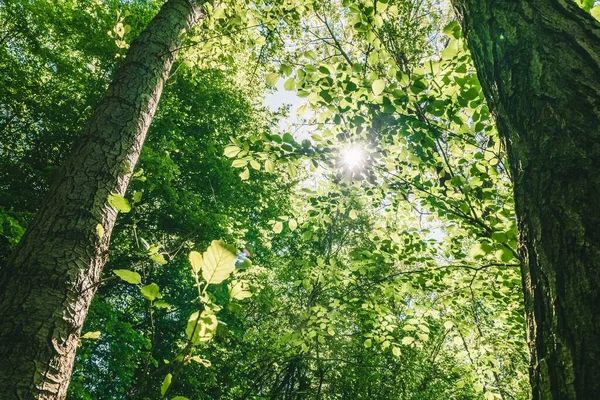 Nízký Úhel Záběru Krásných Listnatých Stromů Pod Jasnou Oblohou — Stock fotografie